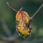 Anton Döbele: Herbst im Sommer