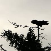 Manfred Schäfer, Im Wald1