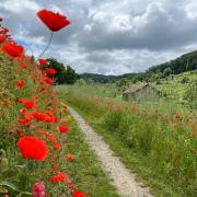 Gabriela Bormann: Kaiserstuhl mit Mohn