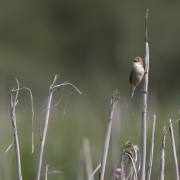 Joachim-Seidenberger: Federsee-1