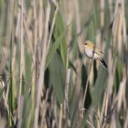 Joachim-Seidenberger: Federsee-3