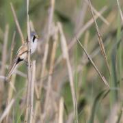 Joachim-Seidenberger: Federsee-4