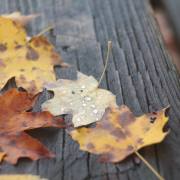 Groot: Herbst