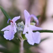 Ulrike Brunnmueller_Natur filigran