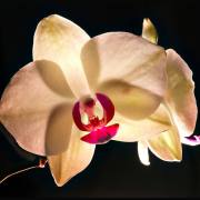 Stefan Scheurer: Orchidee