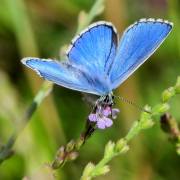 Manfred Schäfer: Himmelblauer Bläuling