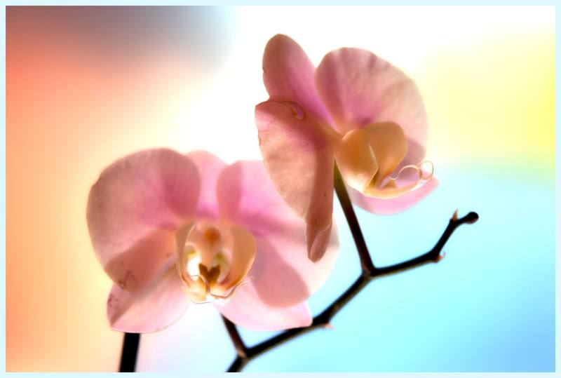 Vorstudie High-Key, Orchidee