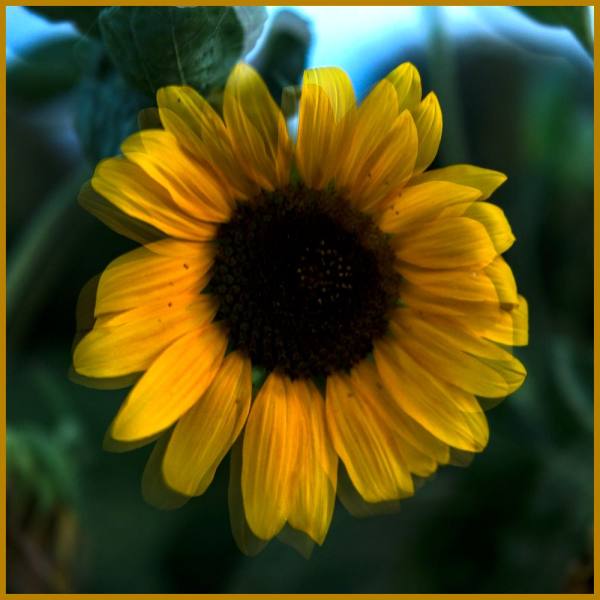 Sonnenblume