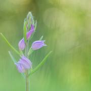 20170526_DSC6465