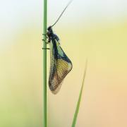 20170520_DSC5724