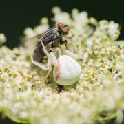 20170806_DSC8069