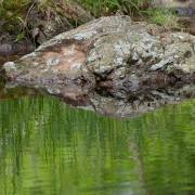 20130703_Waldzeit_4223_