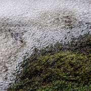 20130704_Waldzeit_4317_