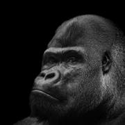 Black and White 05