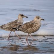 Sylt-im-Winter-08