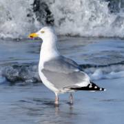 Sylt-im-Winter-10