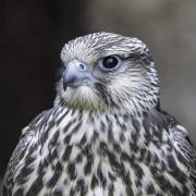 Volerie-des-Aigles-01