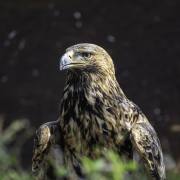 Volerie-des-Aigles-02