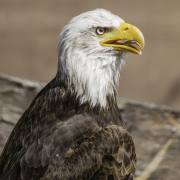 Volerie-des-Aigles-03