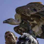 Volerie-des-Aigles-04