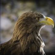 Volerie-des-Aigles-05
