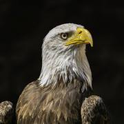 Volerie-des-Aigles-06