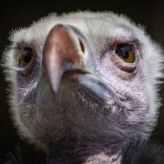 Volerie-des-Aigles-07