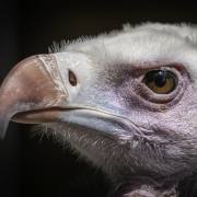Volerie-des-Aigles-08