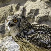 Volerie-des-Aigles-09