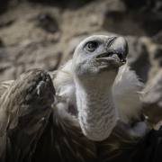 Volerie-des-Aigles-10