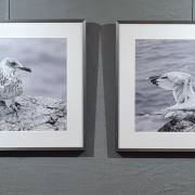 Tierfotografie_2