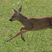 Hoernli-04