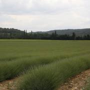Visan