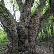 Natur 01