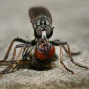 Kleine Monster_10