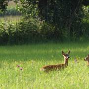 Wald_02