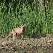 Wald_06
