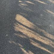 Sonne 4