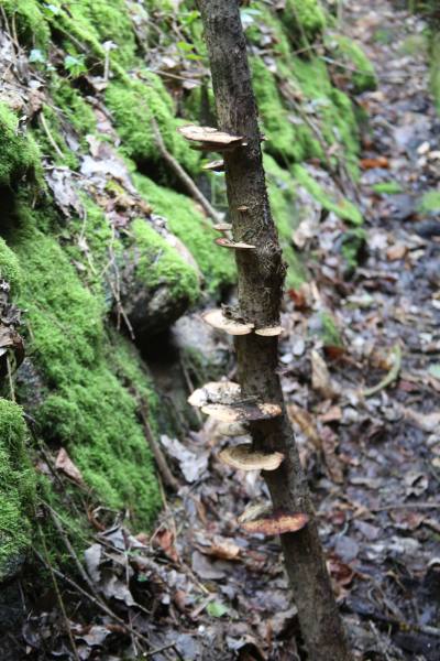 GS_die Natur macht sich breit