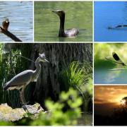 Petit Camargue im Südelsass