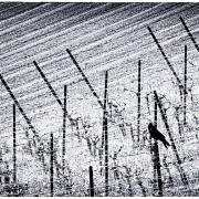 1_Berthold-Klein-Linien-4