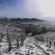 Pascal Michaux: Winter