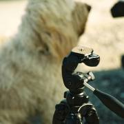 Federica Degay: Hund im Wind