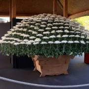 Manfred Schäfer: Chrysanthema Lahr 4