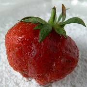 Erdbeere