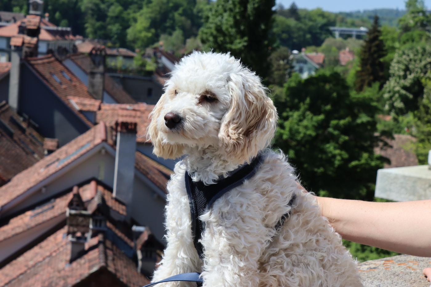 Astrid Neßler: Tierischer Tourist in Bern