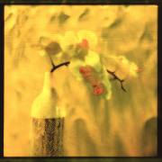 Wolfgang Straube - Orchidee Wolfgang Straube - Orchidee