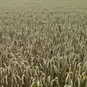 Feld