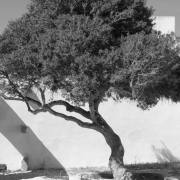 T. Muschalla: black and white 3