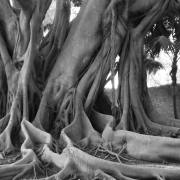 T. Muschalla: black and white 5